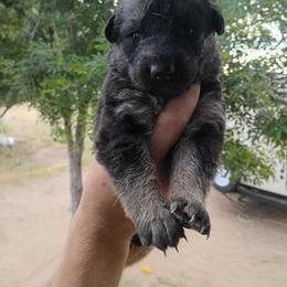 Girl 4 - Black and red female German Shepherd puppy in Cochise, Arizona from Freiheit Von Himmel  Shepherds