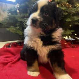Nancy - Black tri-color female Australian Shepherd puppy in Red Bluff, California from Dream E River Ranch