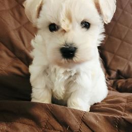 Cici - Wheaten female Miniature Schnauzer puppy in Ferndale, Washington from Blackhorse Schnauzers Washington state