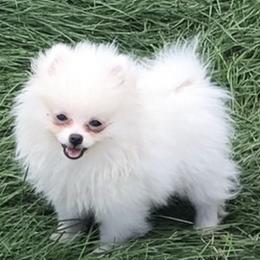 Pomeranian Puppies from Lisas Pomeranians