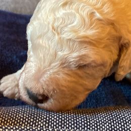 Goldendoodle Puppies from Sunnyside Botanical