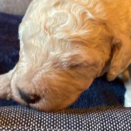 Goldendoodle Puppies from Sunnyside Botanical