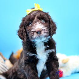 Yellow collar - Liver and white English Springer Spaniel puppy in Kendall, New York from Family Raised Doodles