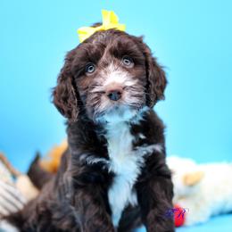 Yellow collar - Liver and white English Springer Spaniel puppy in Kendall, New York from Family Raised Doodles