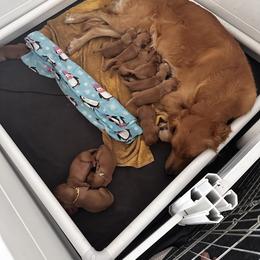 Miss Lavender - Dark golden female Golden Retriever puppy in Stratton, Colorado from Anam Cara Retrievers