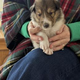 Baker - Sable and white male Collie puppy in Beaver, Oklahoma from Lawson’s Lassies