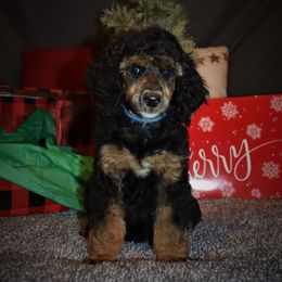 Rudolph - Blue Male - Phantom male Poodle puppy in Nelson, Missouri from MD Triple Creek Ranch