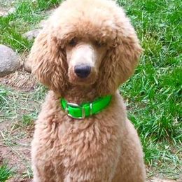 Goldendoodles and Poodles from Sugar Babies : The Gentle Doodles