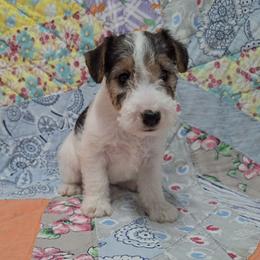 Annie - White black and tan female Wire Fox Terrier puppy in Lancaster, Missouri from Missouri Meadows Farm