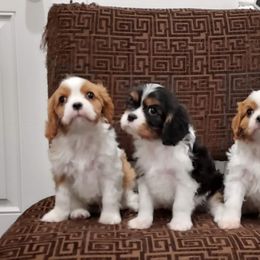 Cavalier King Charles Spaniel Puppies from Brookstone Farm