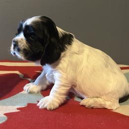 Tater - Black and white male Cocker Spaniel puppy in Warrensburg, Missouri from Hirt House Saints