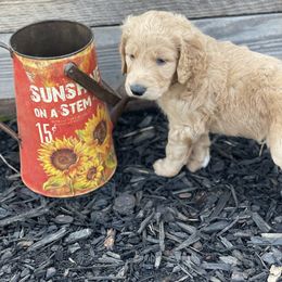 Border Collie and Goldendoodle Puppies from That’s My Doodle