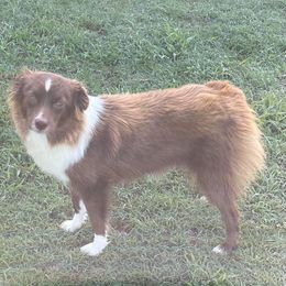 Passion - Miniature Australian Shepherd