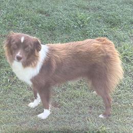 Passion - Miniature Australian Shepherd