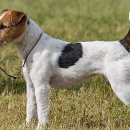 Poison - Jack Russell Terrier