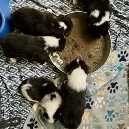 American Corgi Puppies from 5H Corgis
