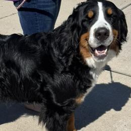 Annie - Bernese Mountain Dog