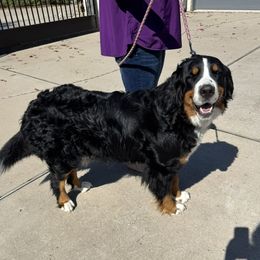 Annie - Bernese Mountain Dog