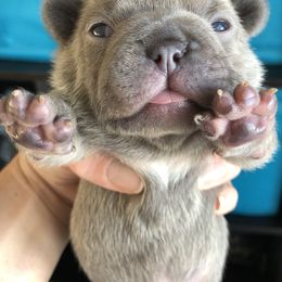 French Bulldog Puppies from Roughneck Frenchies