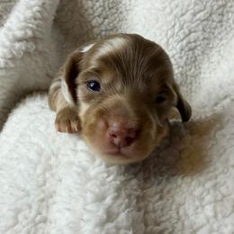 Simba - Dapple male Dachshund puppy in Hesperia, California from Teenie Tiny Doxies