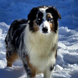 Symphony - Australian Shepherd