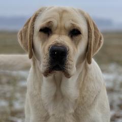 Alice - Labrador Retriever