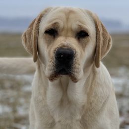 Alice - Labrador Retriever