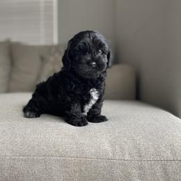 Chunky chip - Black male Havapoo puppy in Eagle Mountain, Utah from Lady Paws Puppies