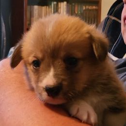Pembroke Welsh Corgi Puppies from Susan's Corgi Kingdom