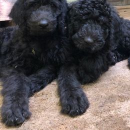 Labradoodle Puppies from Hippie Hollow Doodles