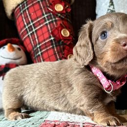 Dachshunds from Gertrude’s Legacy Dachshunds