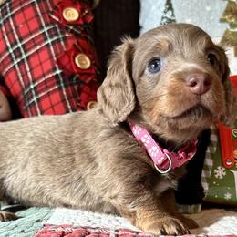 Dachshunds from Gertrude’s Legacy Dachshunds