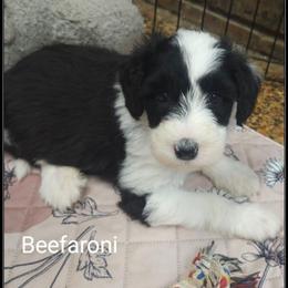 Beefaroni - Black and white male Sheepadoodle puppy in Farley, Iowa from Iowa's Doodle Co.