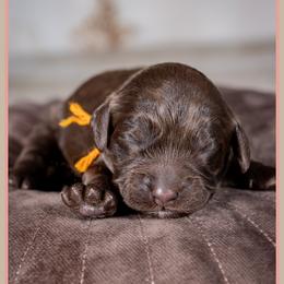 Damien - Brown male Cockapoo puppy in Connersville, Indiana from Deaz Doodle Ranch