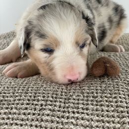Hyacinth-full tail and blue eyes likely - Blue merle Australian Shepherd puppy in Penrose, Colorado from Best Friend Aussies