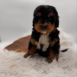 Free Dive - Tri-color male Bernedoodle puppy in Ocala, Florida from Bernedoodles of Florida