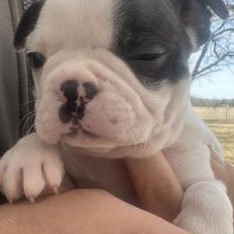Frosty - Black and white male Boston Terrier puppy in Brazos Point, Texas from TX Southern Belle Bostons