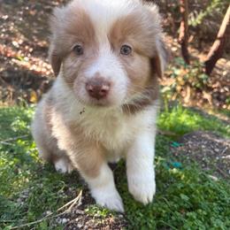Walter - Red merle male Australian Shepherd puppy in Grants Pass, Oregon from Carmel Mountain Aussies