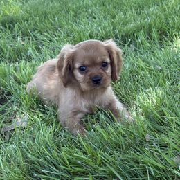 Cavalier King Charles Spaniel Puppies from Valentine Cavilers