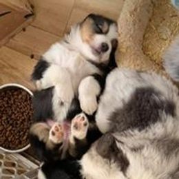 Miniature Australian Shepherd and Toy Australian Shepherd Puppies from Lavish luxuries mini Australian Shepherds