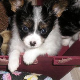 Papillon Puppies from Belladonna Papillons