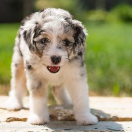 Australian Shepherd and Aussiedoodle Puppies from Foothill Aussies