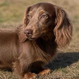 Pearl - Dachshund