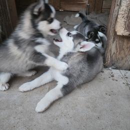 Pomsky Puppies from Pomsky Play-ce