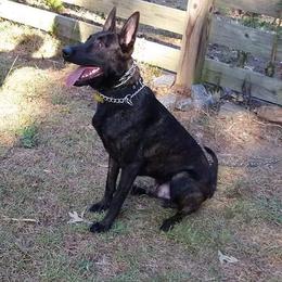 R2 - Dutch Shepherd