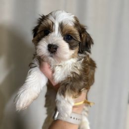 Acorn (Yellow Collar) - Red sable male Havanese puppy in Silverton, Oregon from PNW Havanese