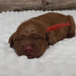 Red Male - Dark golden male Golden Retriever puppy in Norman, Oklahoma from Raised Right Pups