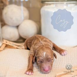 Puppy Pick 7 - Red  female Goldendoodle puppy in Whitesburg, Georgia from Asbury & Co Farms