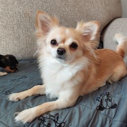 GiGi - Chihuahua