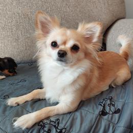 GiGi - Chihuahua